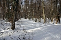 neige en sous bois
